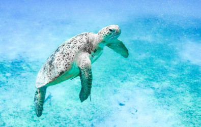tortues de mer dans les îles Perhentians en Malaisie en famille